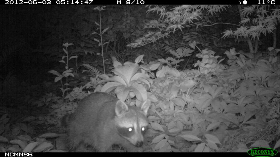 Backyard Raccoon